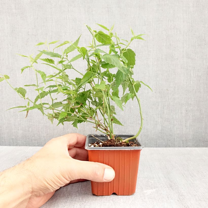 Esemplare di Kerria japonica Vasetto da 8/9 cm come consegnato in autunno
