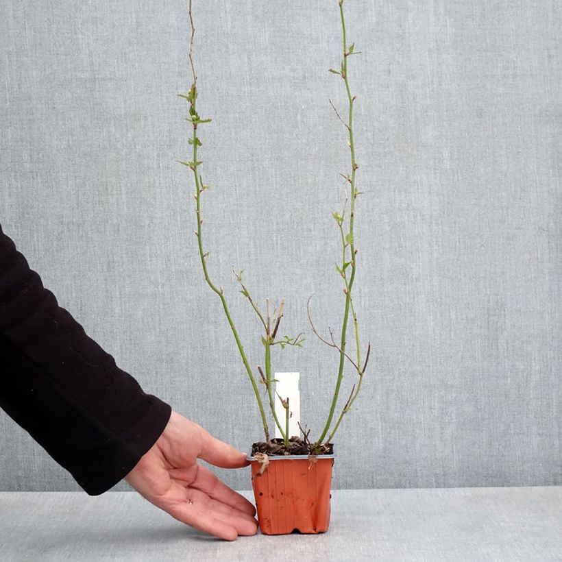 Example of Kerria japonica Vasetto da 8/9 cm as you get in printemps