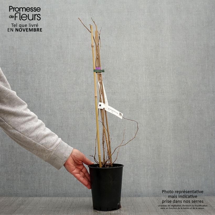 Esemplare di Kiwai femelle Fresh Jumbo - Actinidia arguta Pot de 2L/3L come consegnato in autunno