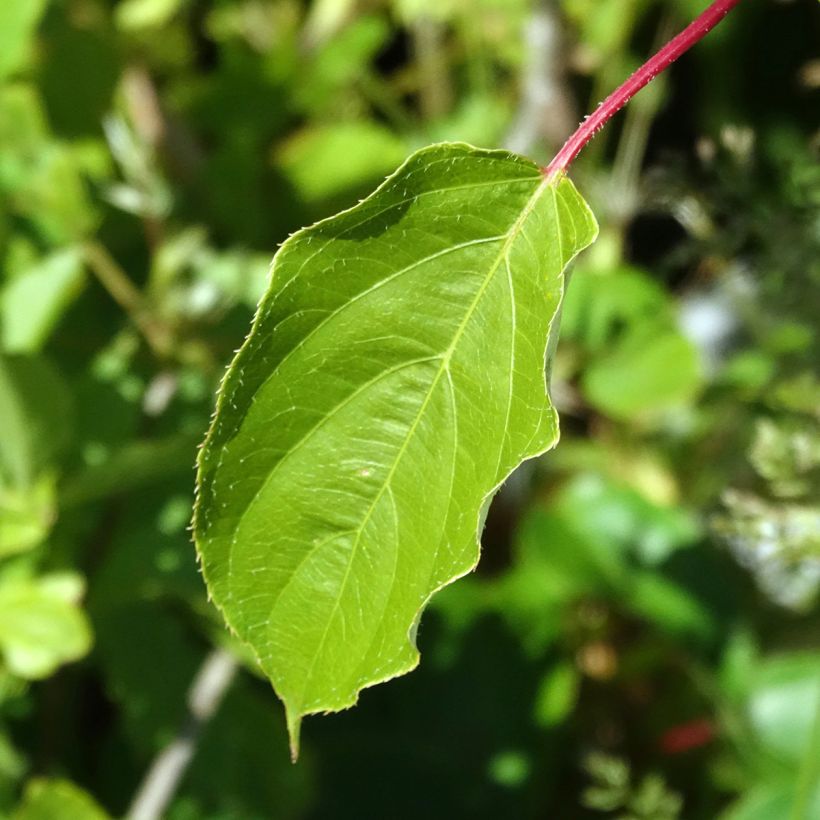 Mini kiwi Actinidia arguta Romeo (Fogliame)