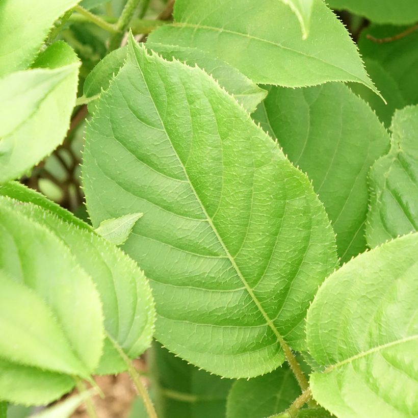 Mini kiwi Actinidia arguta Prince Jumbo  (maschio) (Fogliame)