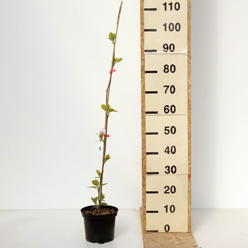 Kiwi Actinidia deliciosa Kiwi Wonder Vaso da 3L/4L esemplare consegnato in primavera