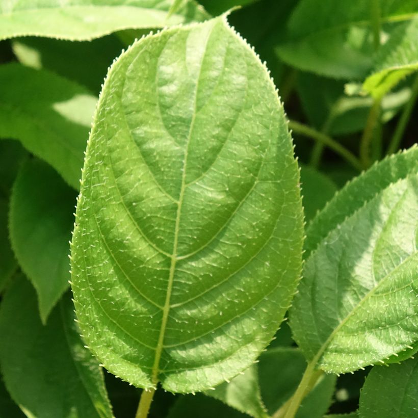 Mini kiwi Actinidia arguta Ananasnaya (Feminna) (Fogliame)