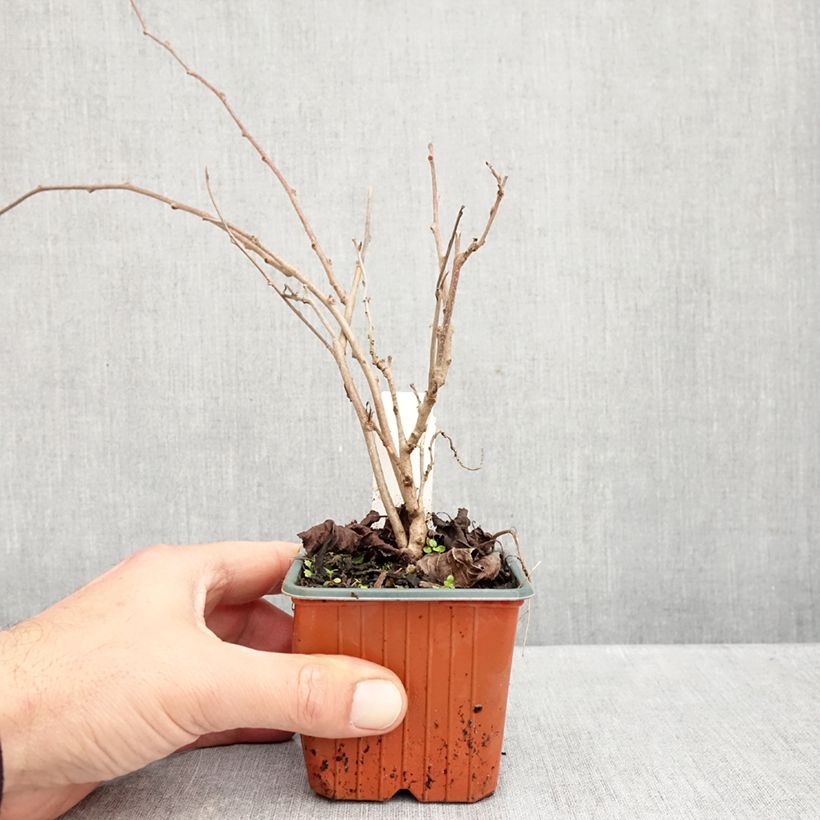 Esemplare di Mini kiwi Actinidia arguta Ananasnaya (Feminna) Vasetto da 8/9 cm come consegnato in autunno