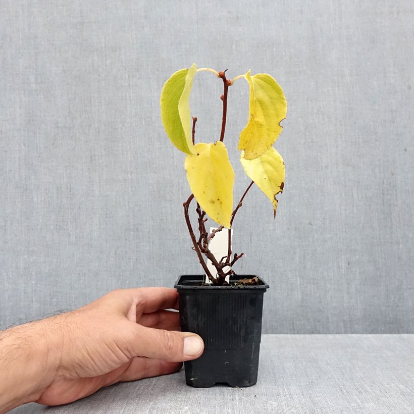 Esemplare di Mini kiwi actinidia arguta Domino (pianta femminile) Vaso da Ø 10 cm/11 cm come consegnato in autunno
