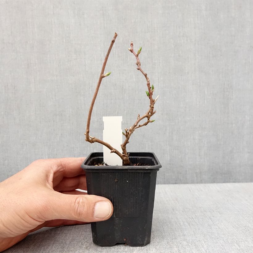 Example of Mini kiwi actinidia arguta Domino (pianta femminile) Vaso da Ø 10 cm/11 cm as you get in printemps