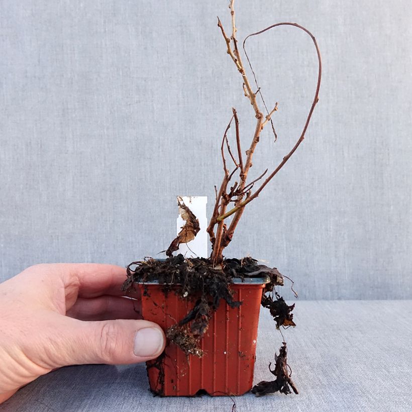 Kiwi arguta Geneva (femelle) - Kiwaï - Actinidia arguta Godet de 8/9 cm esemplare consegnato in inverno
