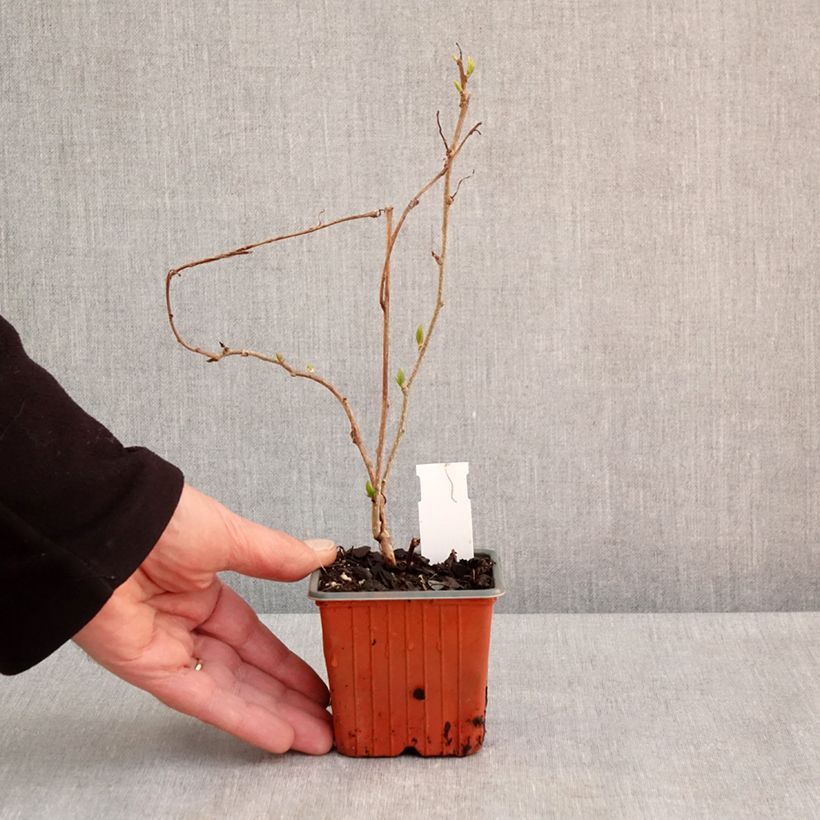 Mini kiwi Actinidia arguta Geneva (femmina) Vasetto da 8/9 cm esemplare consegnato in primavera