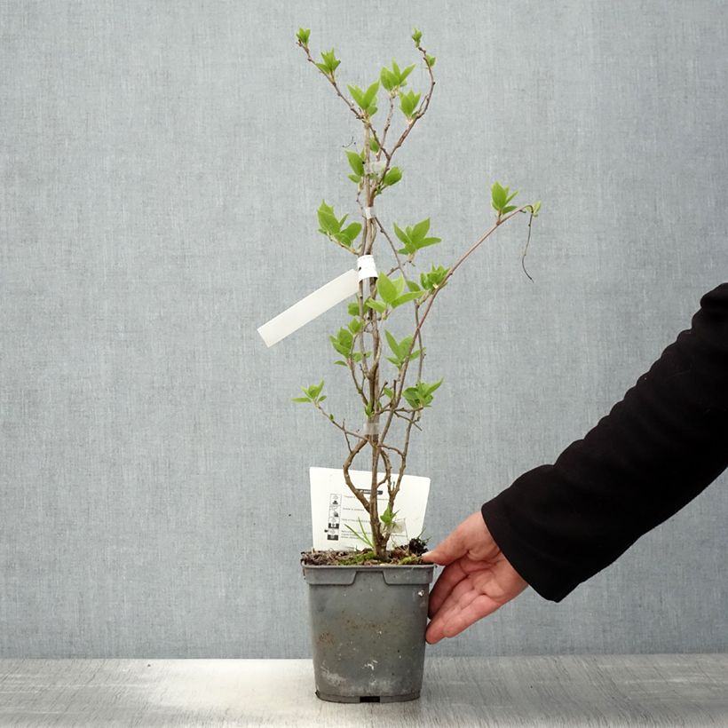 Mini kiwi Actinidia arguta Super Jumbo (Feminna) Vaso da 1,5L/2L esemplare consegnato in primavera