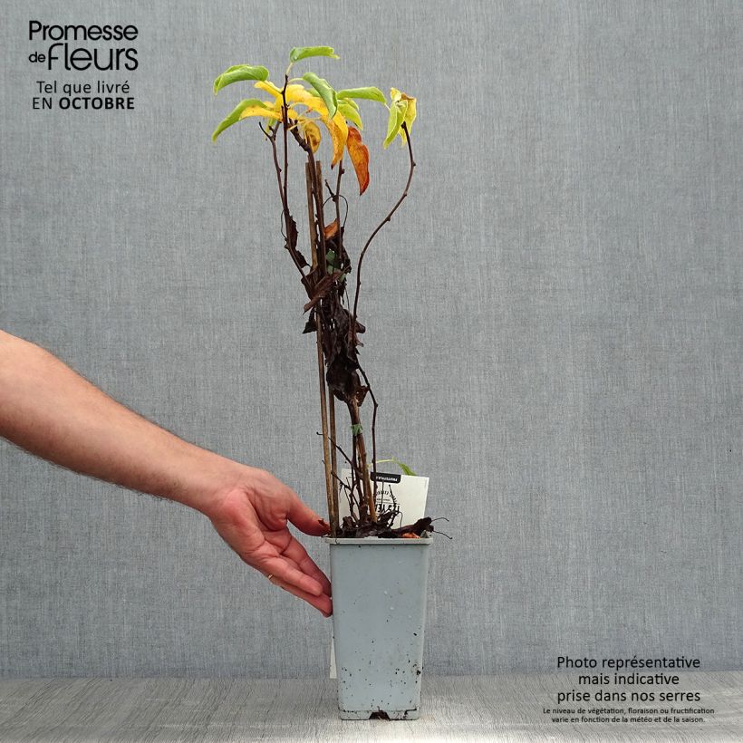 Esemplare di Mini kiwi Actinidia arguta Weikii Vaso da 1,5L/2L come consegnato in autunno