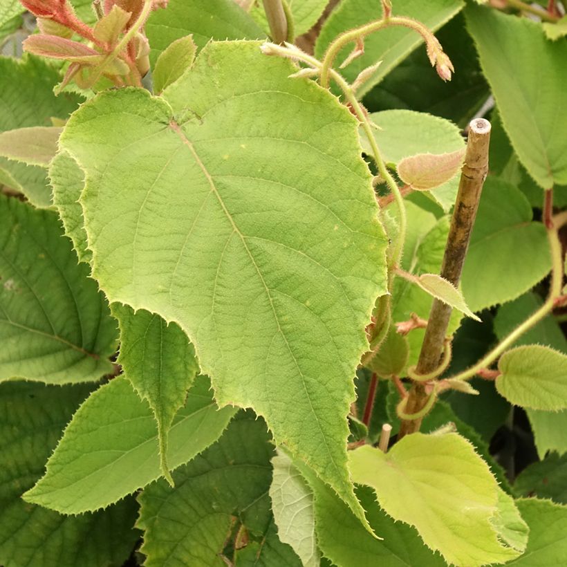Kiwi Actinidia deliciosa Boskoop (Fogliame)