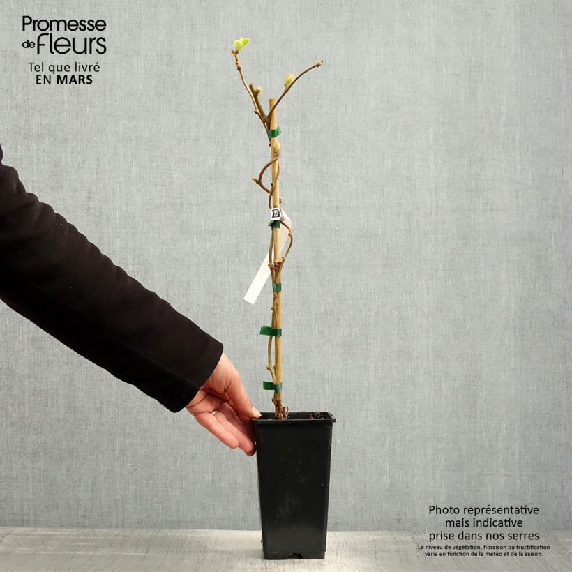 Kiwi Actinidia chinensis Vaso da 1,5L/2L esemplare consegnato in primavera