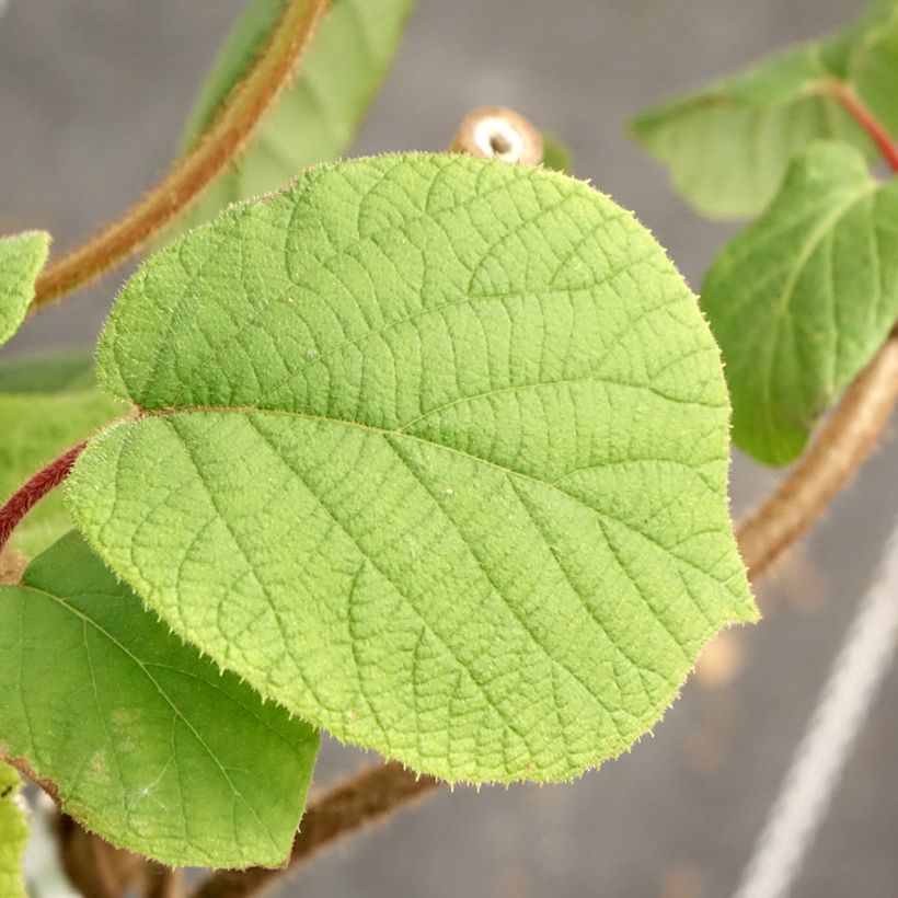Kiwi Actinidia chinensis (Fogliame)