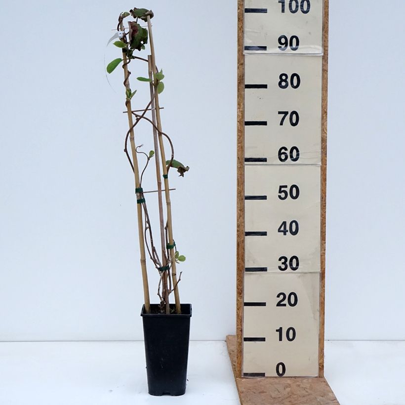 Esemplare di Kiwi Actinidia chinensis Vaso da 3L/4L come consegnato in autunno