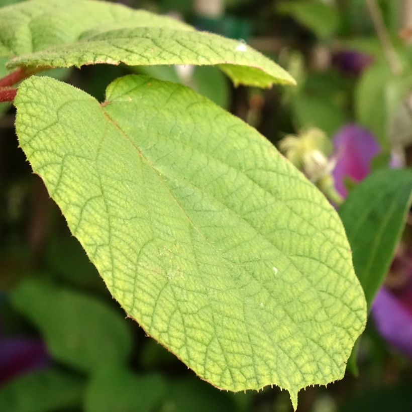 Kiwi Actinidia chinensis Solo (Foliage)