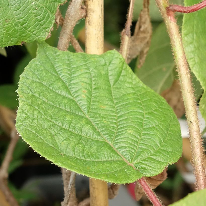 Kiwi Actinidia deliciosa Montcap (Fogliame)