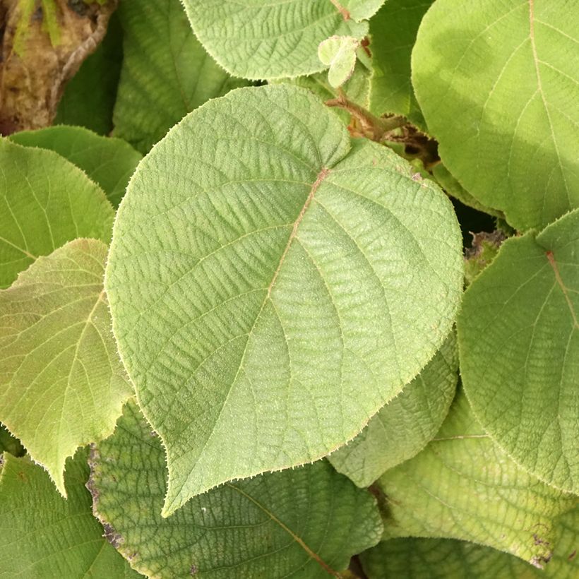 Kiwi Actinidia deliciosa Petit Homme (Foliage)