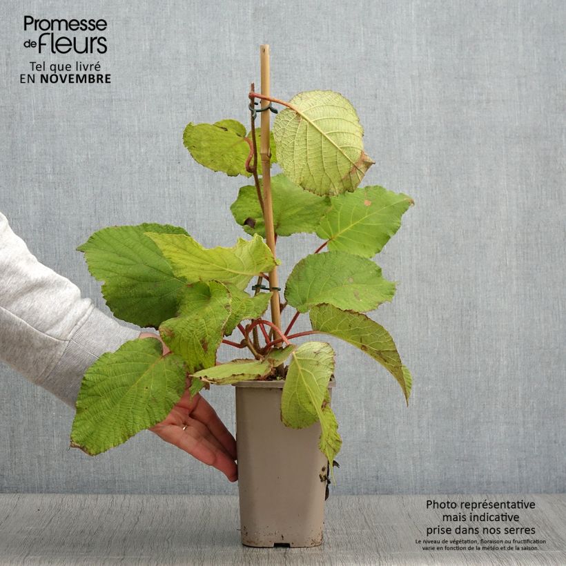 Esemplare di Kiwi Petite Homme (femelle) - Actinidia deliciosa Pot de 2L/3L come consegnato in autunno