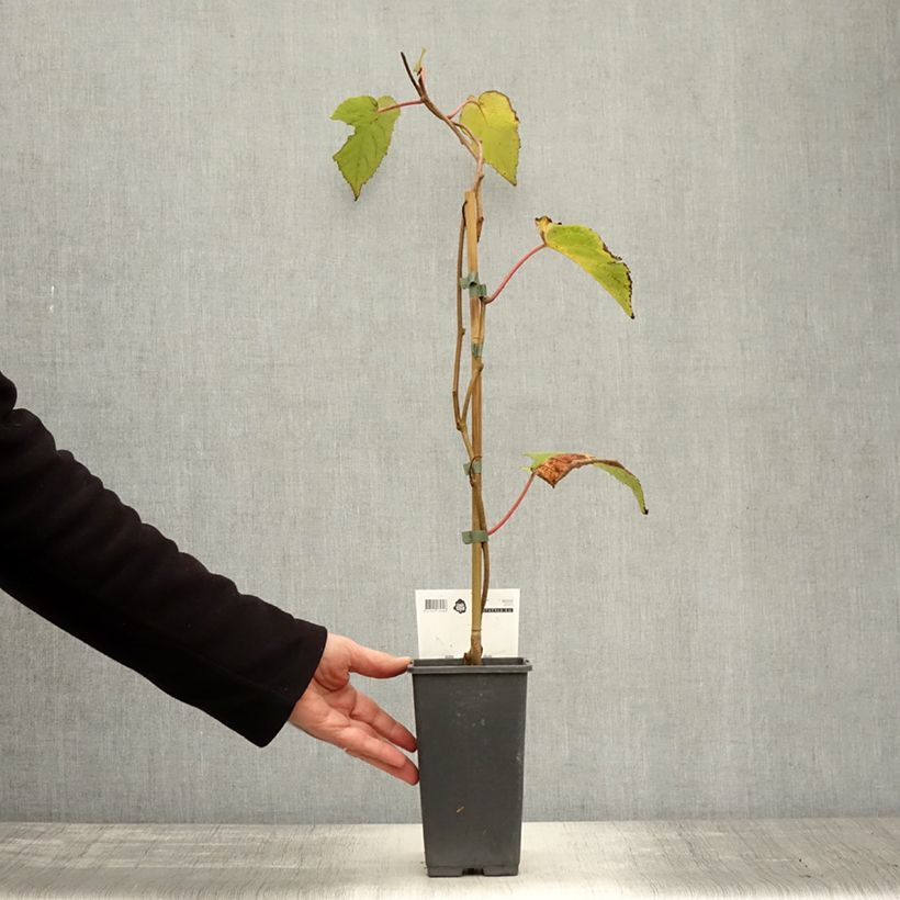 Esemplare di Kiwi Actinidia chinensis Bruno (Feminna) Vaso da 1,5L/2L come consegnato in autunno