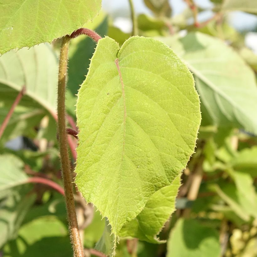 Kiwi Actinidia chinensis Bruno (Feminna) (Fogliame)