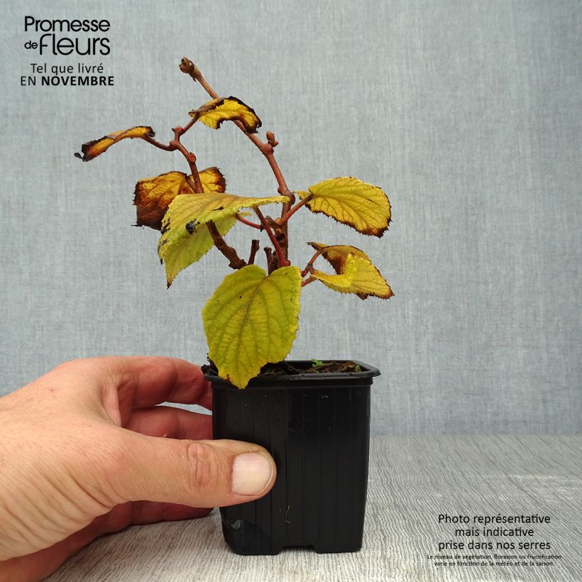 Esemplare di Kiwi Actinidia deliciosa Monty Vasetto da 8/9 cm come consegnato in autunno