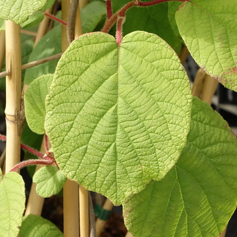 Kiwi Actinidia deliciosa Monty (Fogliame)