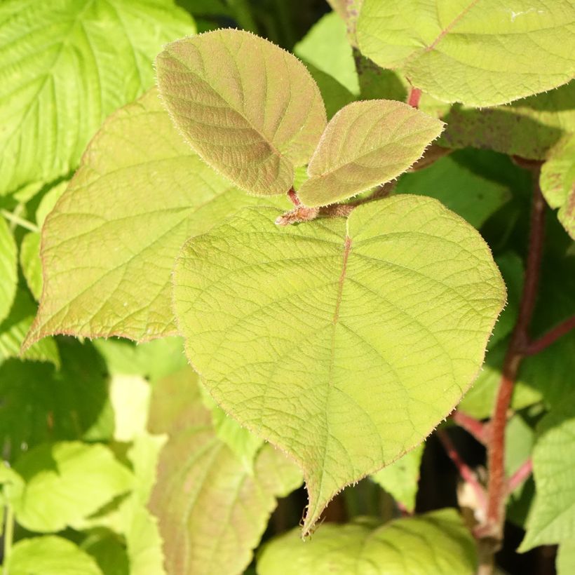 Kiwi Actinidia deliciosa Hayward Bio (Fogliame)