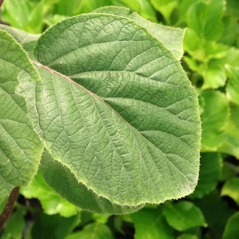 Kiwi Actinidia deliciosa Kiwi Gold (Foliage)