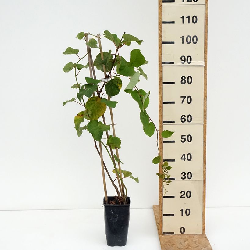 Example of Kiwi Actinidia deliciosa Kiwi Gold Vaso da 1,5L/2L as you get in ete