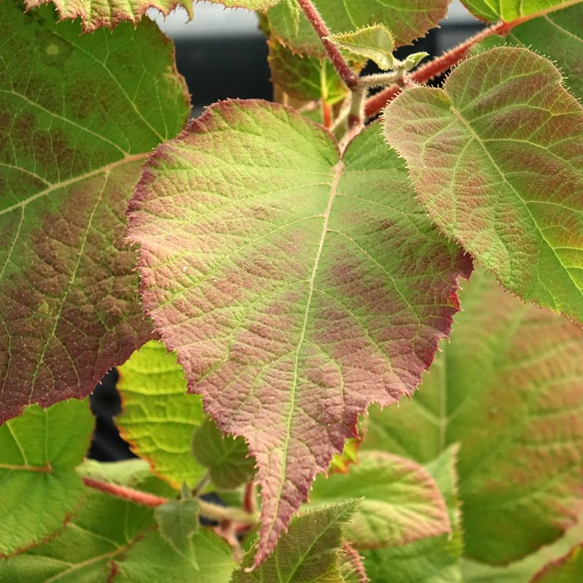 Kiwi Actinidia deliciosa kiw'Happy (feminna) (Fogliame)