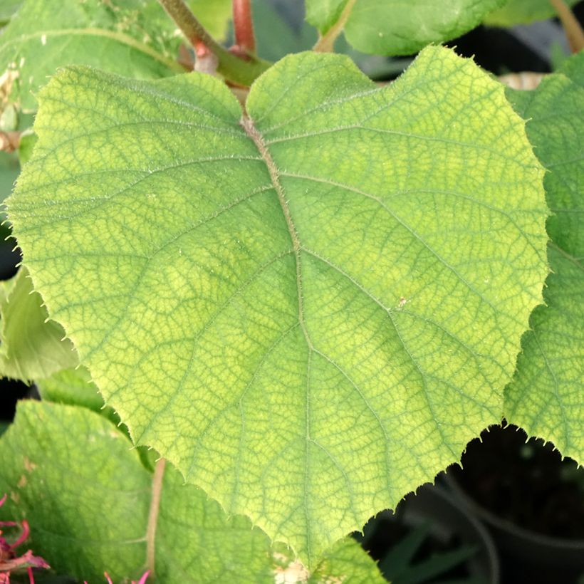 Kiwi Actinidia deliciosa kiw'Happy (maschio) (Foliage)