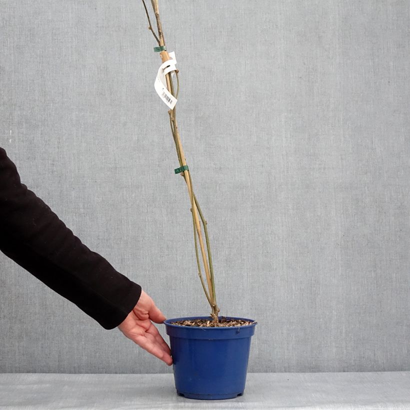 Kiwi jaune kiw'Happy mâle - Actinidia deliciosa Pot de 2L/3L esemplare consegnato in inverno