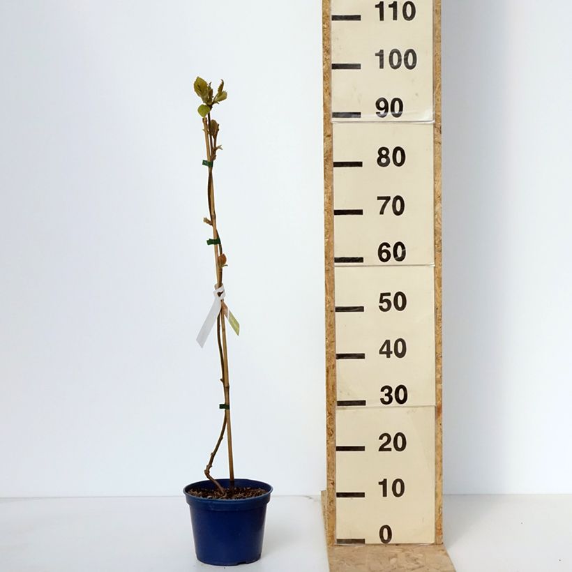 Example of Kiwi Actinidia deliciosa kiw'Happy (maschio) Vaso da 2L/3L as you get in printemps