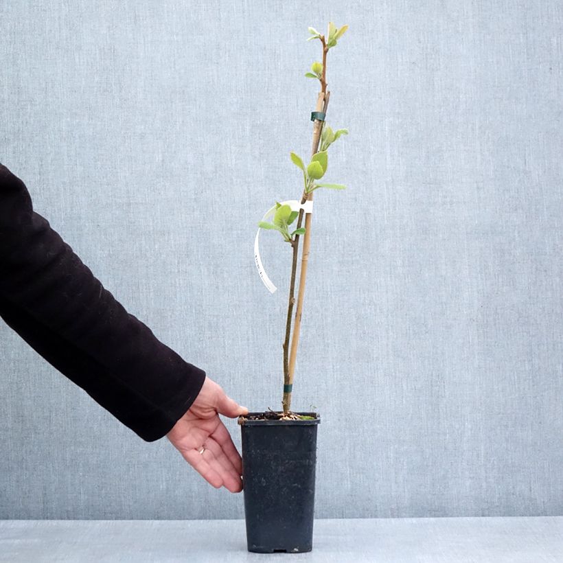 Kiwi Actinidia chinensis Minkigold Vaso da 1,5L/2L esemplare consegnato in primavera