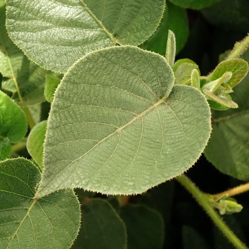 Kiwi Actinidia chinensis Minkigold (Fogliame)