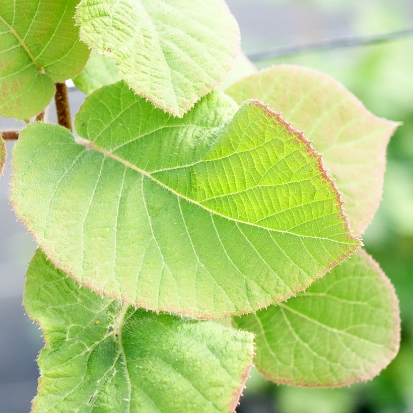 Kiwi Actinidia chinensis Minkimale (Fogliame)