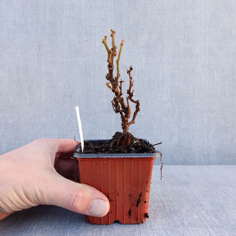 Example of Kiwi Actinidia deliciosa Jenny (autofertile) Vasetto da 8/9 cm as you get in hiver