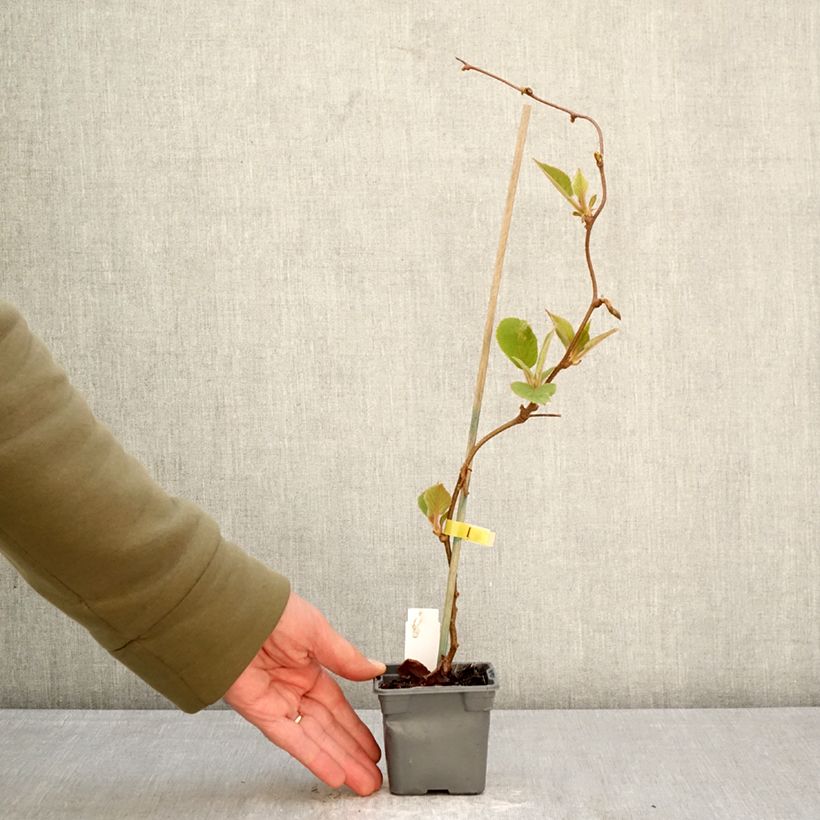 Kiwi Actinidia deliciosa Jenny (autofertile) Vasetto da 8/9 cm esemplare consegnato in primavera