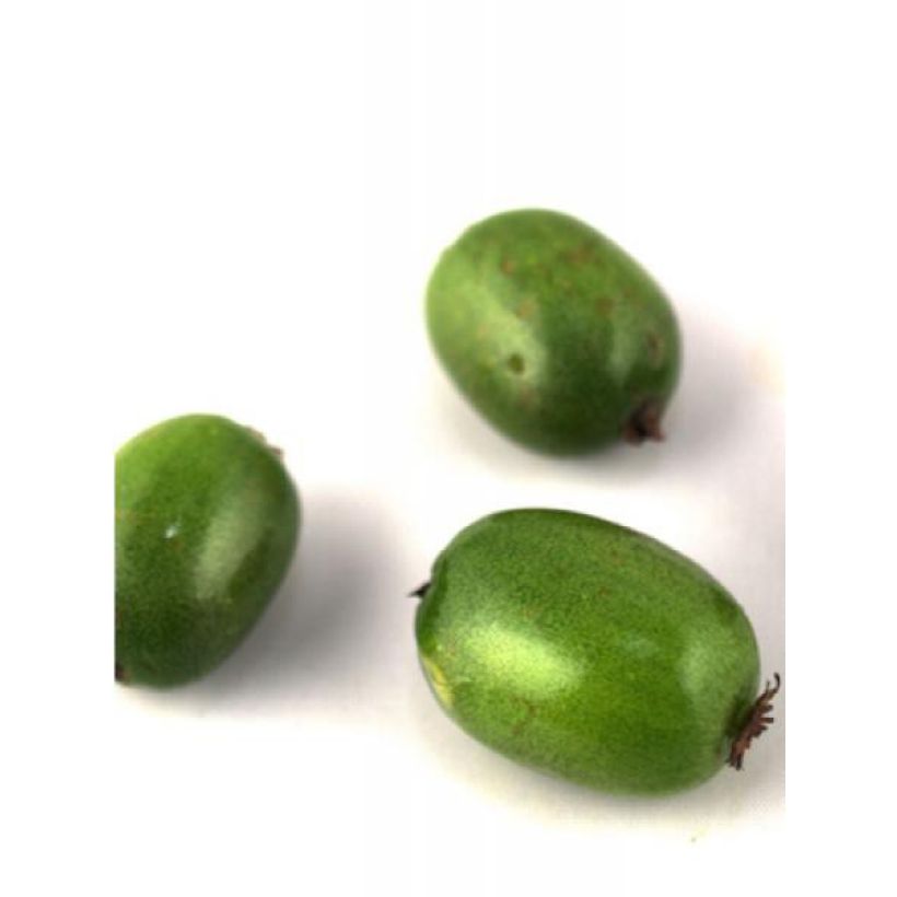 Mini kiwi Actinidia arguta Vitikiwi (Raccolta)
