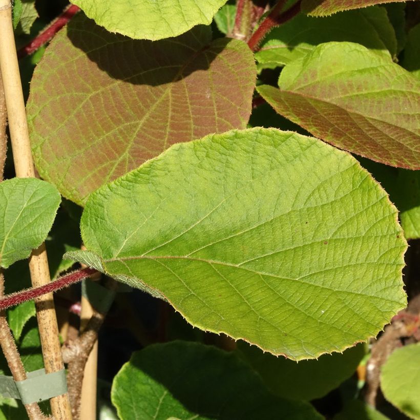Kiwi Actinidia deliciosa Koryoku (femmina) (Fogliame)