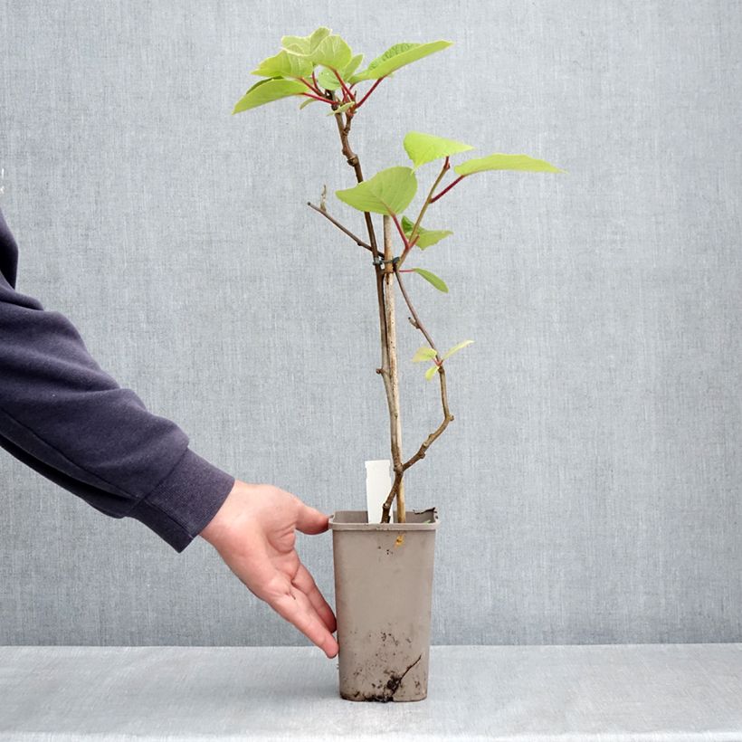 Example of Kiwi Actinidia deliciosa Petit Homme Vaso da 2L/3L as you get in printemps