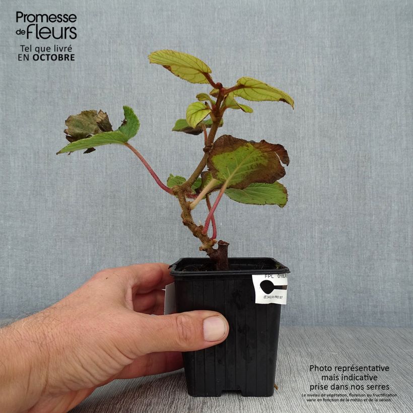 Esemplare di Kiwi Actinidia chinensis Solissimo Vasetto da 8/9 cm come consegnato in autunno
