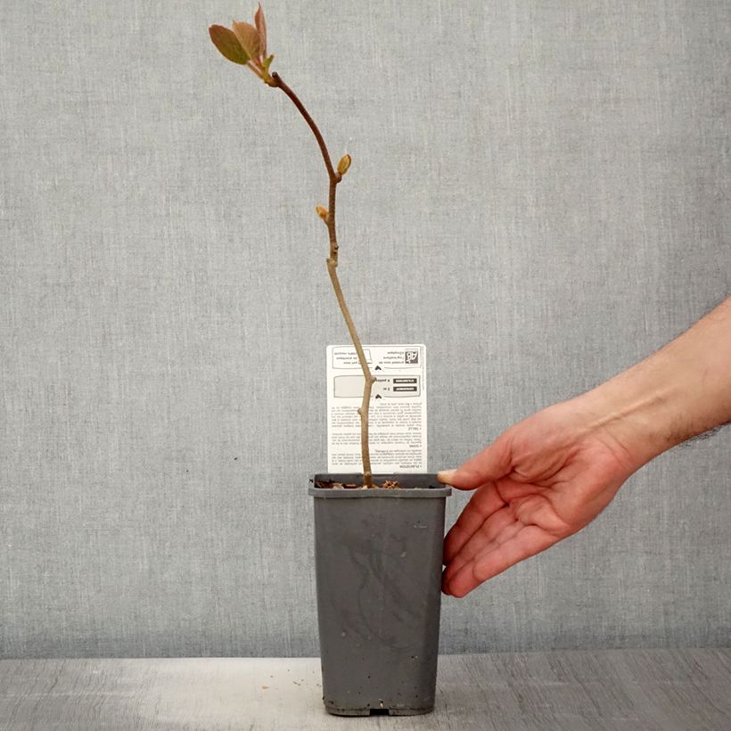 Kiwi Actinidia chinensis Solissimo Bio Vaso da 1,5L/2L esemplare consegnato in primavera