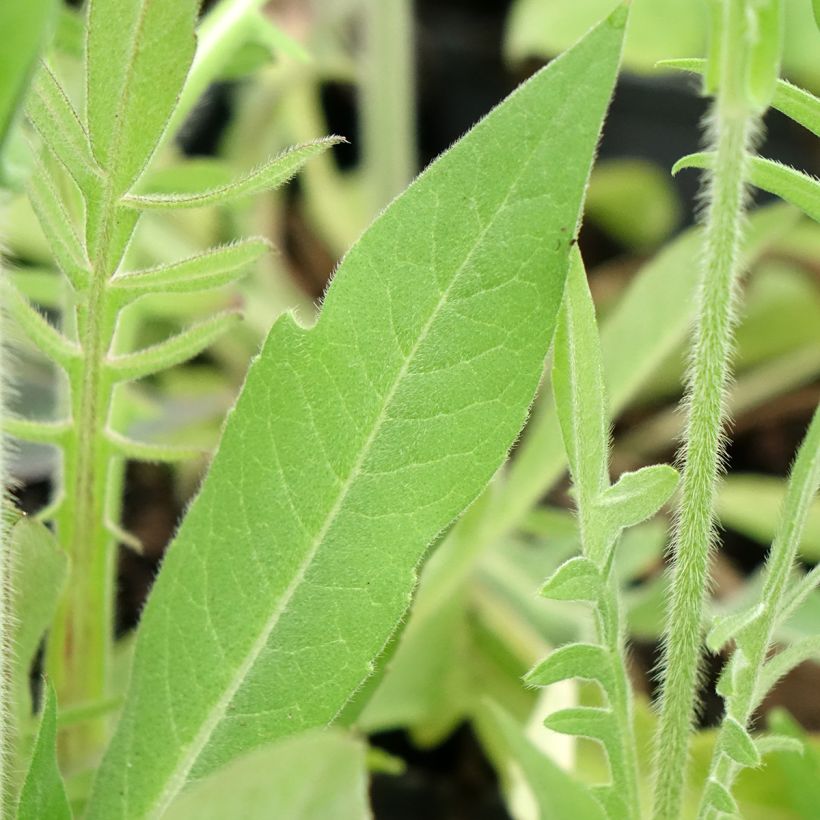 Knautia macedonica Melton Pastels (Fogliame)