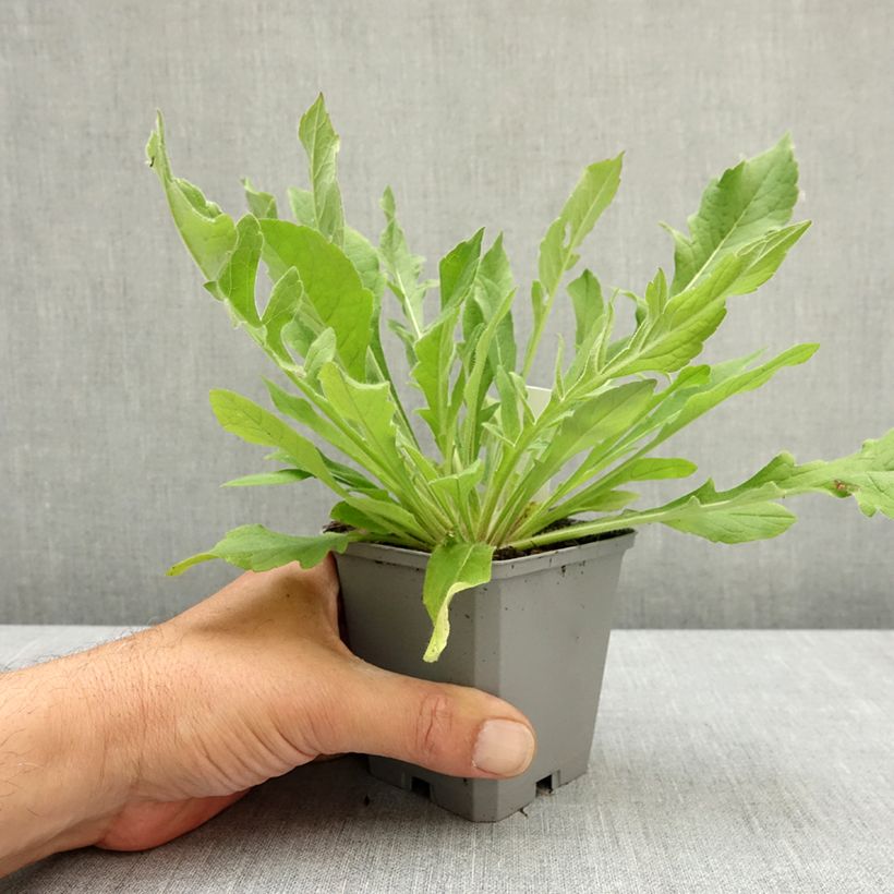 Knautia macedonica Melton Pastels Vasetto da 8/9 cm esemplare consegnato in primavera