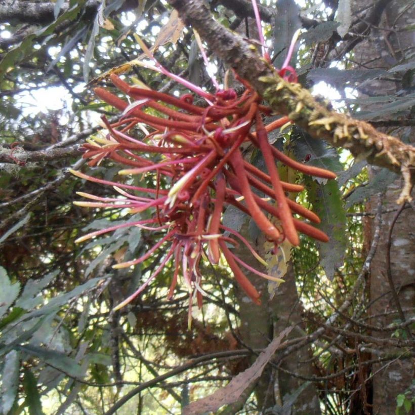 Knightia excelsa - Rewarewa (Flowering)
