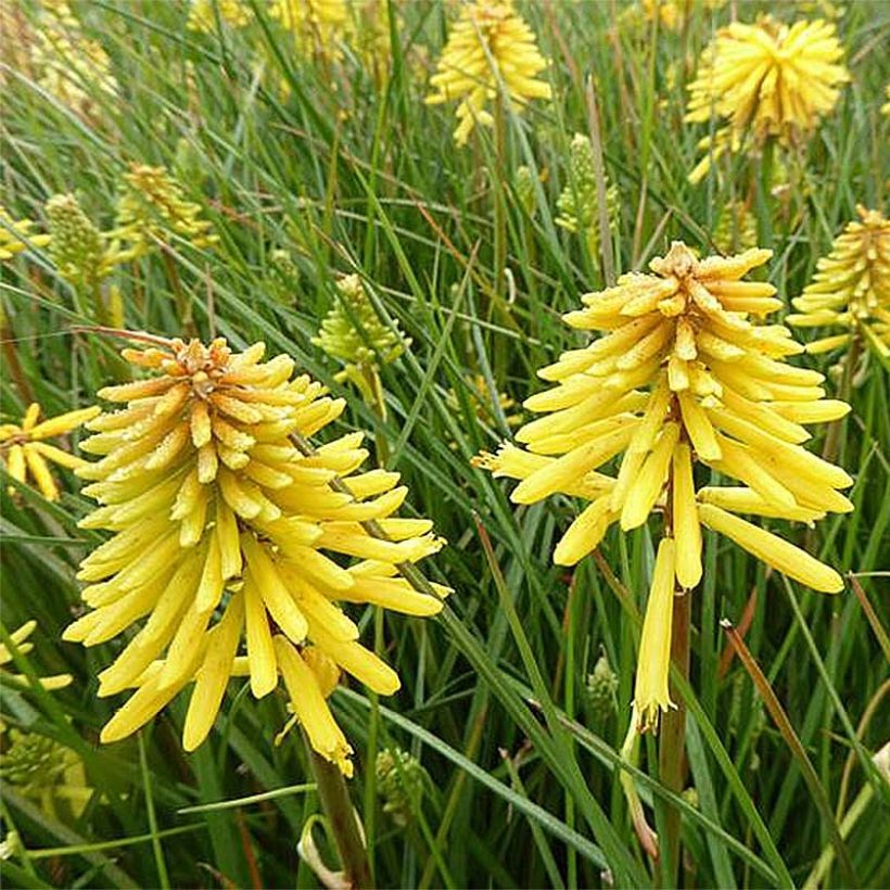 Kniphofia Banana Popsicle - Giglio della torcia (Flowering)