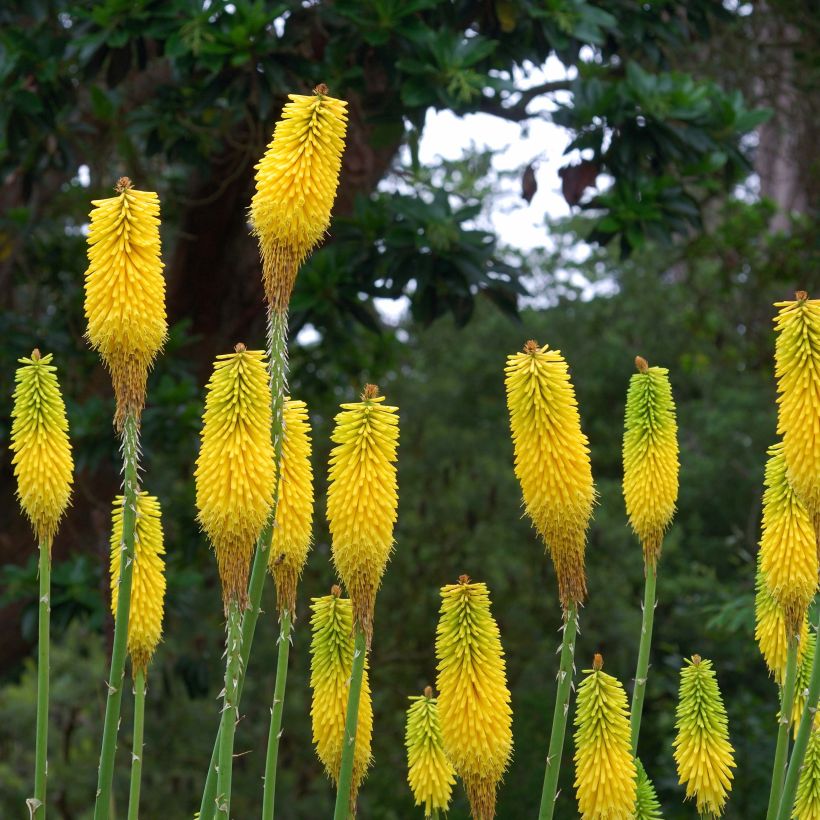Kniphofia citrina - Giglio della torcia (Flowering)