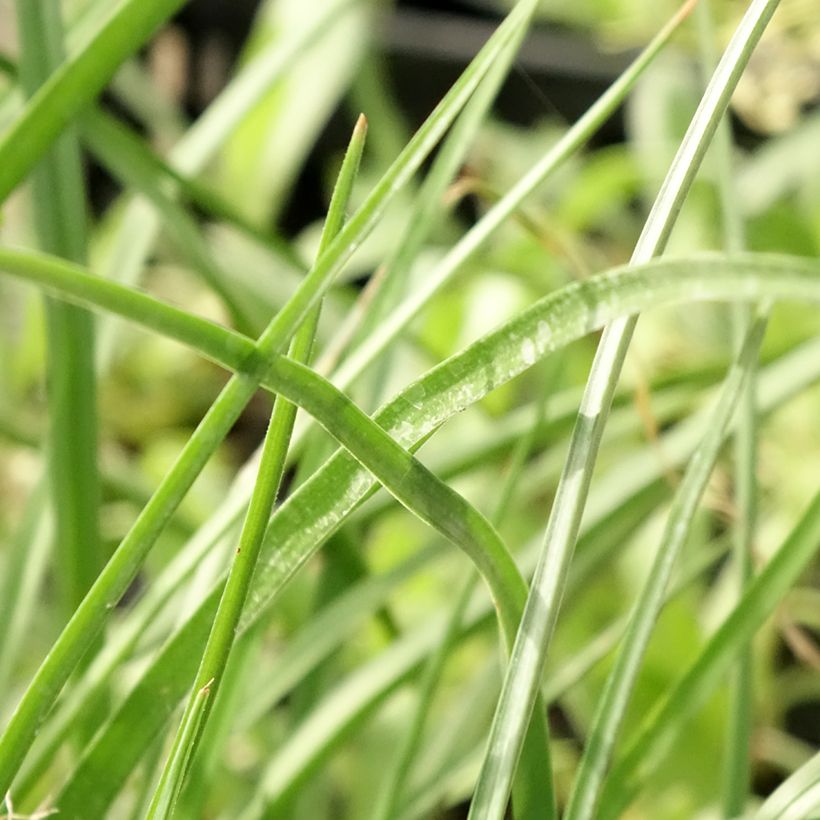 Kniphofia citrina - Giglio della torcia (Foliage)