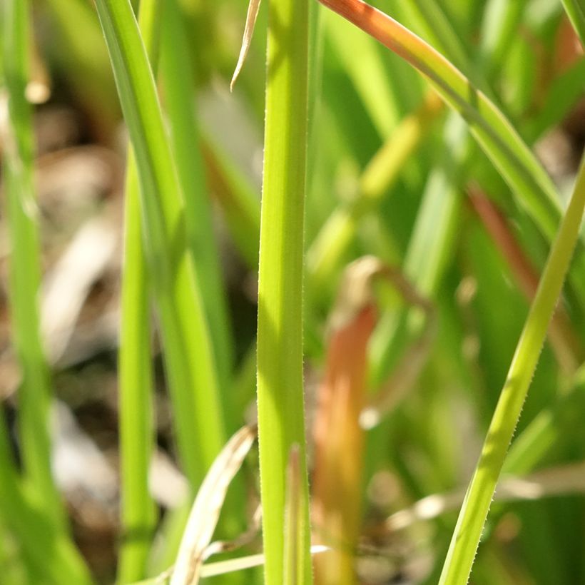Kniphofia Flamenco - Giglio della torcia (Foliage)